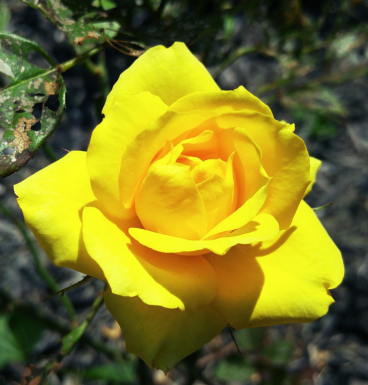 žlutá, Mini růže, Ohio, květ