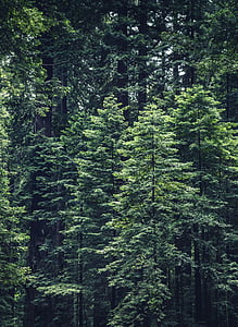 grön, skogen, naturen, skogar, träd, grenar, trunk
