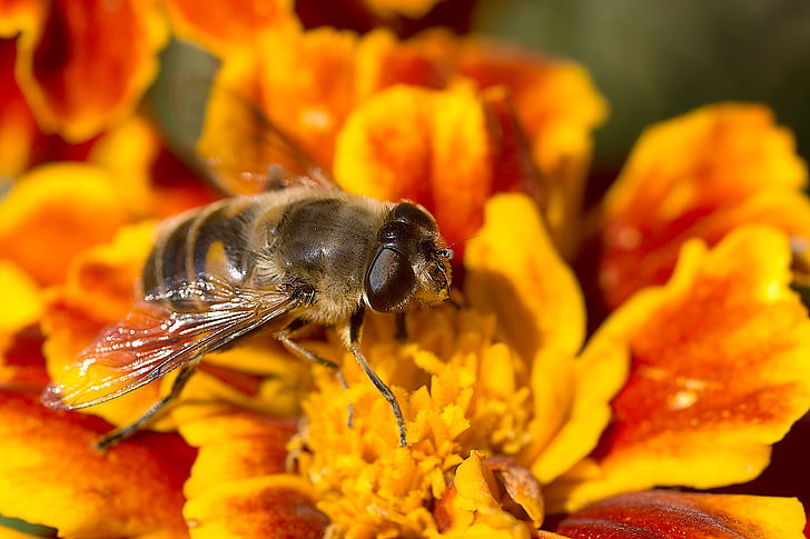 marigold, flower, mist bee, insect, hoverfly, blossom, bloom