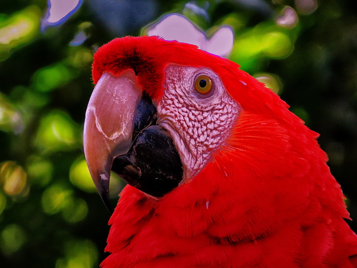 papegøye, rød, natur, dyr, fuglen, fjær, lyse
