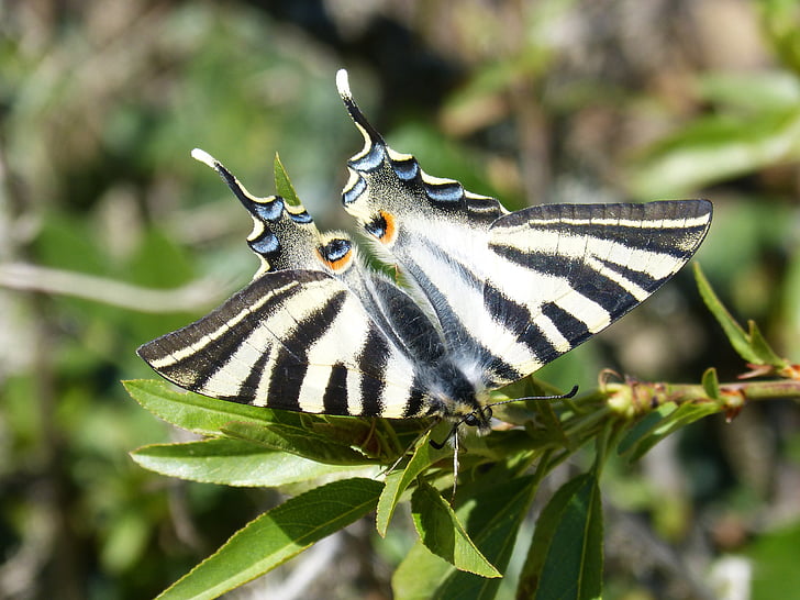 mariposa, swallowtail escaso, chupaleche, polidario