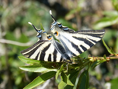 πεταλούδα, σπανίζουν swallowtail, chupaleche, polidario
