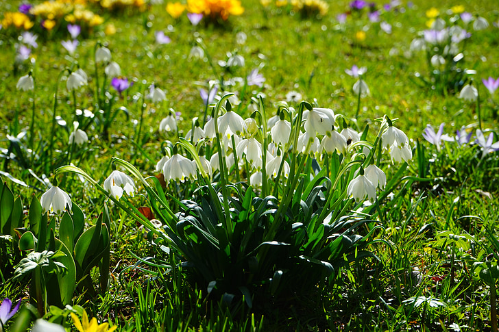 våren knotenblume, snøfnugg, blomster, Lukk, detaljer, makro, Calyx