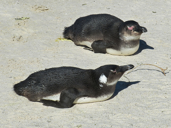Dienvidāfrikas Republika, Cape town, Kaboverde, Cape peninsula, pingvīns, kappinguin, putns