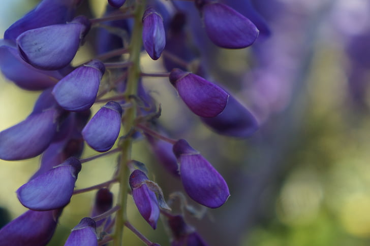 Glicina, flor, azul, primavera, naturaleza, flores de color azul, flores de color púrpura