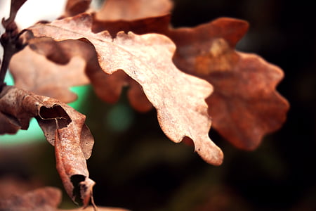 podzim, detail, Barva, denní světlo, suché, prostředí, na podzim