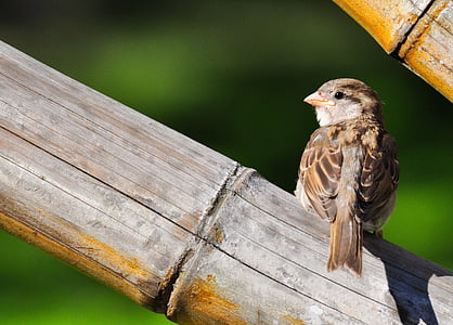 Sparrow, con chim, lò xo, đôi cánh, động vật, Thiên nhiên, một trong những động vật
