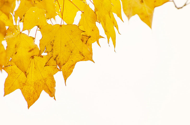 Есен, дърво, дървета, листа, листа, клонове, жълто