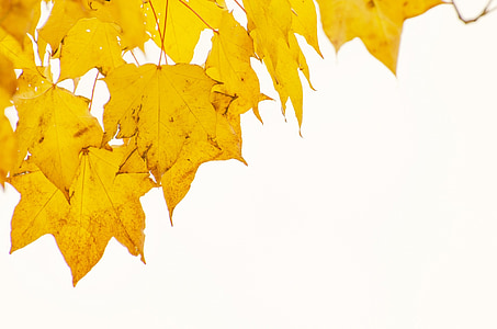 jesień, drzewo, drzewa, pozostawia, liść, oddziały, żółty