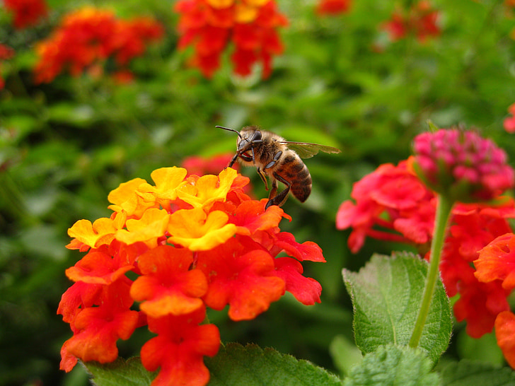 lantana, bee, flower, insect, color, orange, yellow