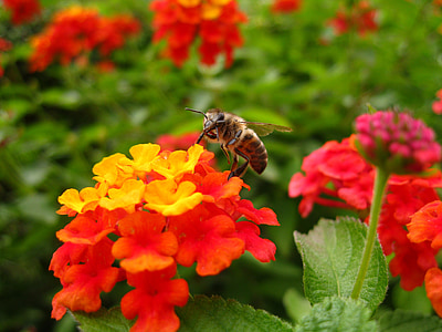 Lantana, Pszczoła, kwiat, owad, Kolor, pomarańczowy, żółty