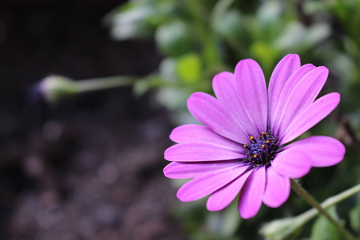 фіолетовий рожеву малу квітку, Сонце квітка, Пурпурна квітка, завод, Природа, квітка літа, квітник