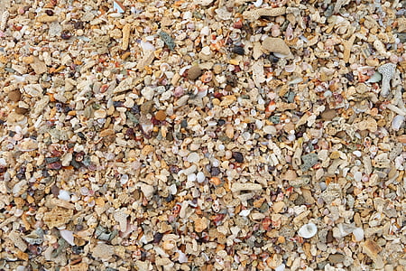 Shell, havet, muslingeskaller, Sea shell, Marine, Seashell, Beach