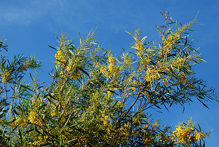 vassoura, amarelo, flor de carqueja, céu, planta