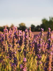 lavender field, lavender, evening sun, lavender flowers, violet, lavender cultivation, ornamental plant