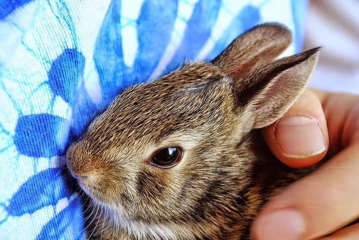 Bunny, baby konijntje, baby konijn, bruin, handen, gehouden, konijn