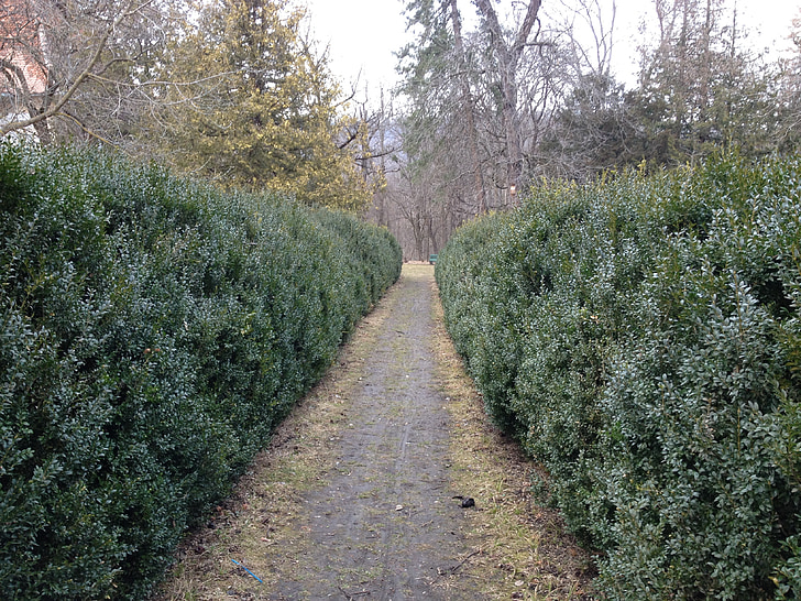 Bush, çit, Evergreen