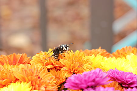 Hornet, skallet møtte, blomst, insekt, veps, naturlig, gul