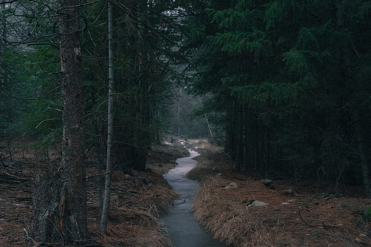 grön, brun, skogen, nära, floden, sida, Foto