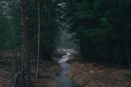 vihreä, ruskea, Metsä, lähellä kohdetta:, River, puolella, kuva