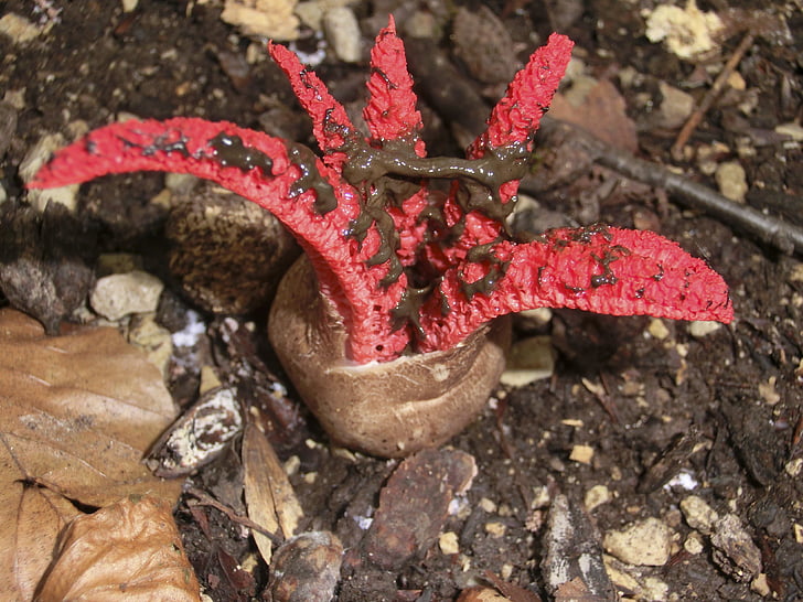 Caá mực sepia nấm, màu đỏ, nấm, clathrus archeri, anthurus archeri, loài nấm, gitterling
