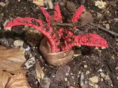 fungo di seppie, rosso, fungo, Clathrus archeri, anthurus archeri, specie fungine, gitterling