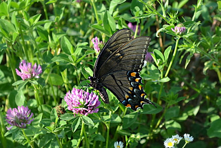 swallowtail butterfly, nature, flower, natural, wing, colorful, wild