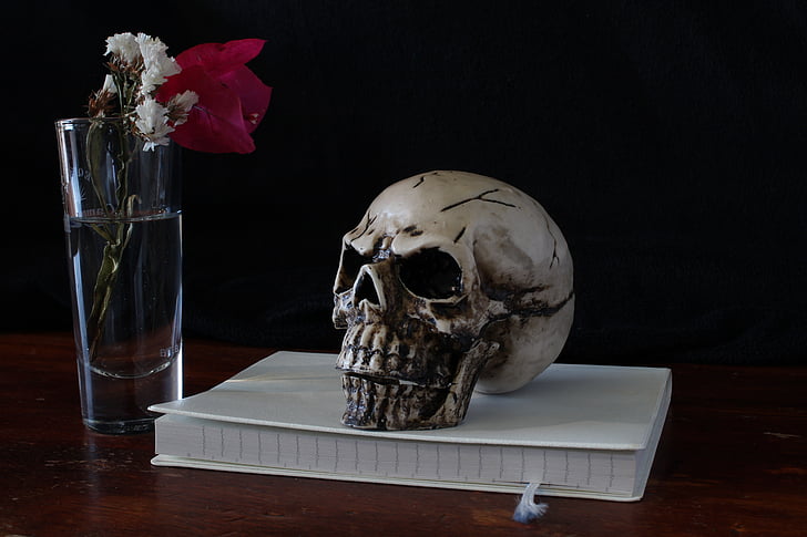 skull, still life, representation, death, ephemeral, composition, vanities