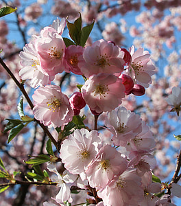 spring, frühlingsanfang, spring awakening, flowers, almond blossom, flowering twig