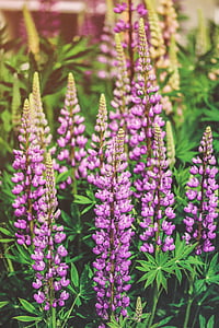 meadow, lupines, sunlight, nature, summer, floral, plant