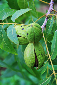 nut, pecan, shell, green, maturing, opening, fruit