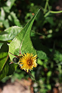 asteriscus maritimus, liten blomst, gul, grønn og gul, pistils, fargerike, makro