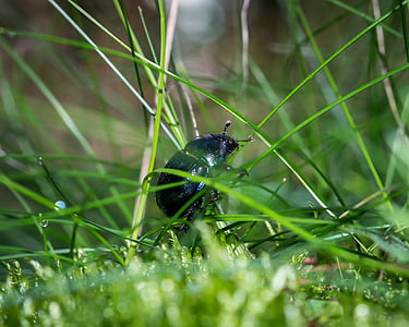 beetle, dung beetle, moss, grass, meadow, climb, forest