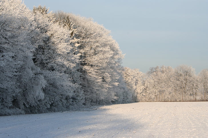 frozen treetops, winter, winter trees, steel blue sky, winter landscape, christmas picture, winter scene