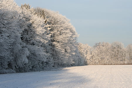 bevroren boomtoppen, winter, winter bomen, stalen blauwe hemel, winterlandschap, Kerst foto, winters tafereel