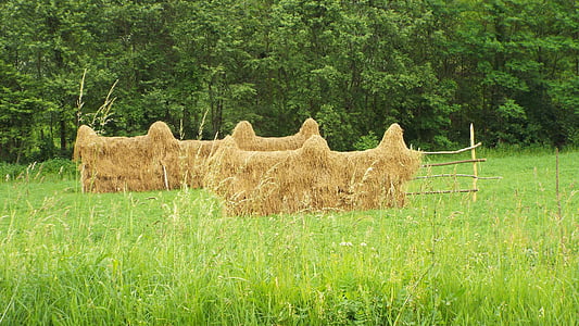 asukasta, Tuuletin, ruoho, kesällä, vihreä, niitto, Romania