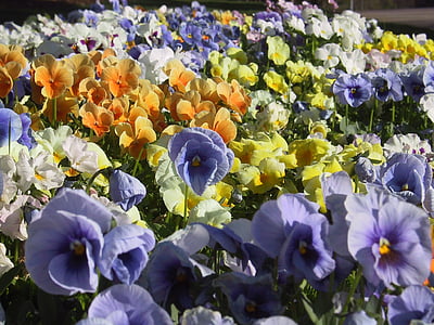 ดอกไม้, pansies, มีสีสัน