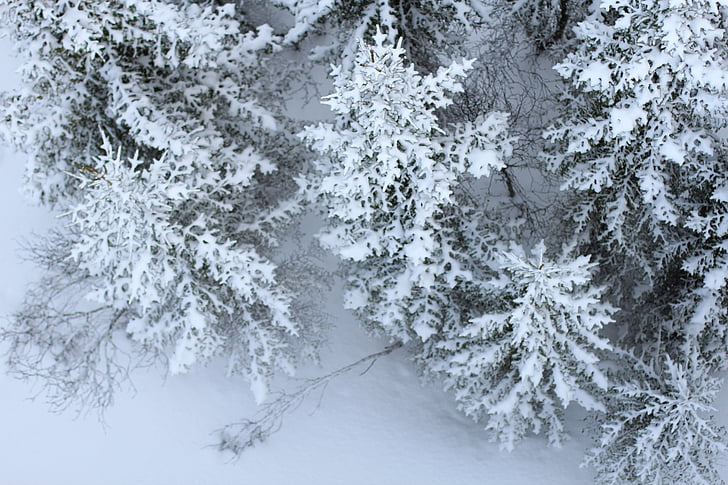sneg, smrek, perspektive, od zgoraj, pozimi, zasneženih, zimski