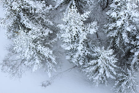 sneh, jedľa, perspektívy, z vyššie uvedeného, zimné, zasnežené, mrazivé