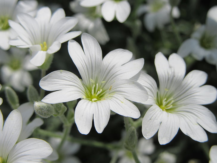 blommor, vit, vita blommor