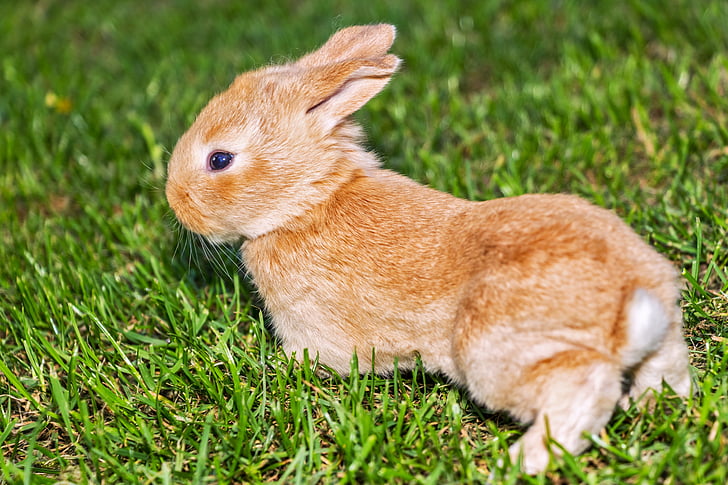 coelho, coelho, animal de estimação, grama, animais de estimação, animais, mamíferos