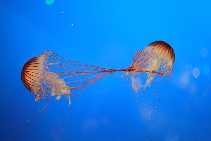 Medúza, oceán, stvoření, ryby, Sting, Já?, pod vodou