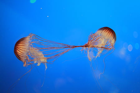 medusas, Océano, criaturas, pescado, picadura de, mar, bajo el agua