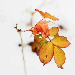 drvo, lišće, žuta, narančasta, jesen, priroda, Zatvori
