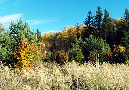 modřín, zlatý, jehličnatý, se objeví, podzim, Les, barevné