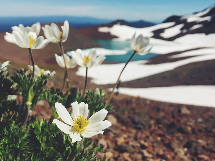 priroda, cvijet, planine, ledenjak, jezero, Oregon, biljka