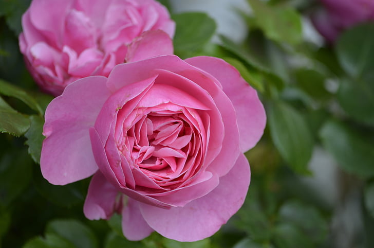 pink, rose, flower, nature, blossom, bloom, summer