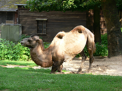Parque zoológico, camello, ganado