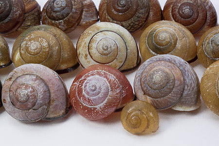 snail shells, arianta arbustorum, schalenweichtiere, reptiles, molluscs, snails, pattern