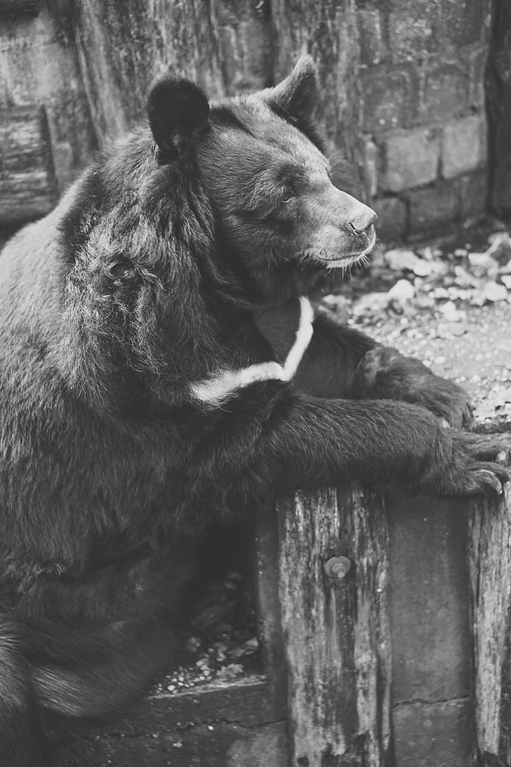medvjed, zatočeništvu, crno i bijelo, ograda, Zoološki vrt, fotografiranje divljih životinja, tužno